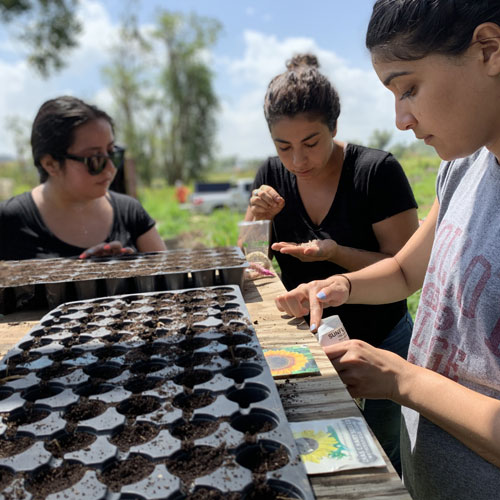 Three students plant seeds in trays filled with soil outdoors. They are focused and engaged, surrounded by greenery under a clear blue sky.