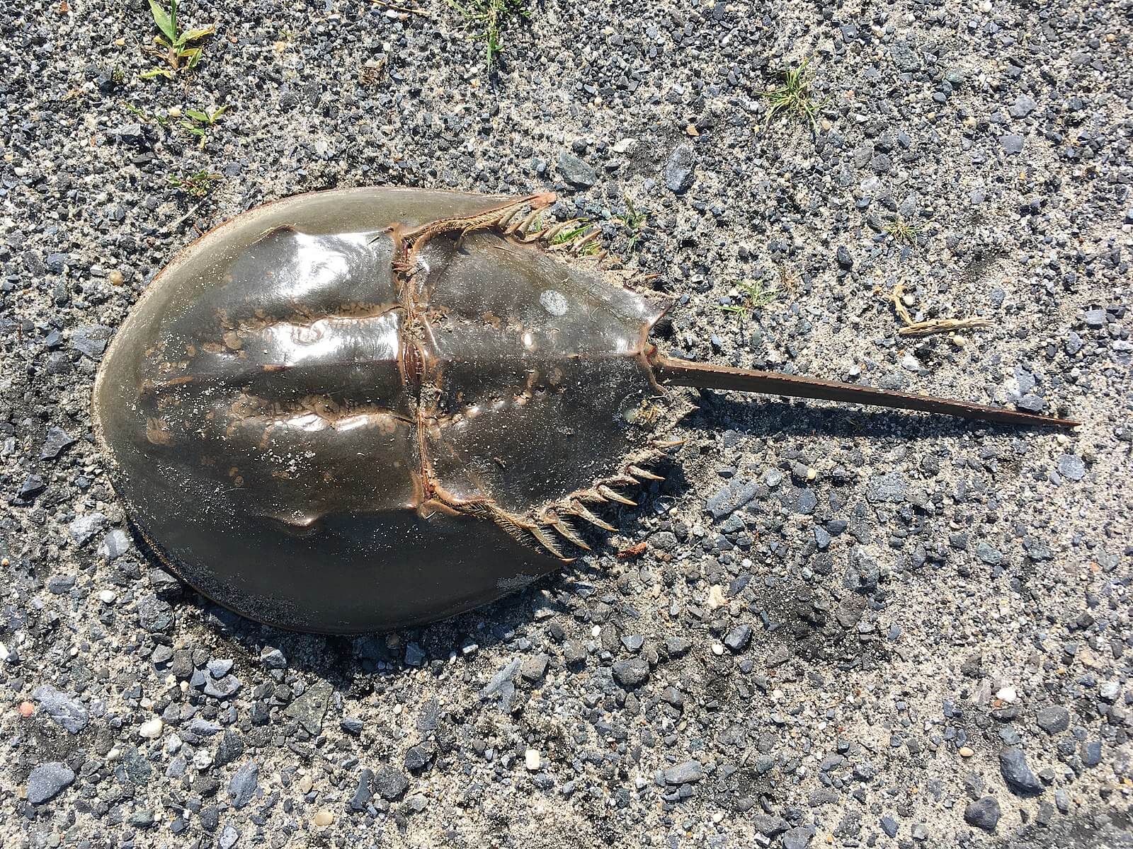 horseshoecrabs2.jpg