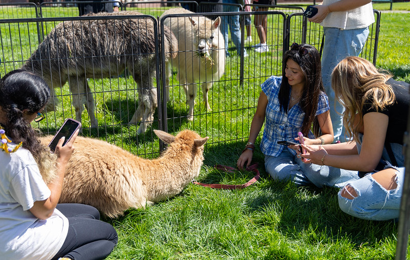 alpaca