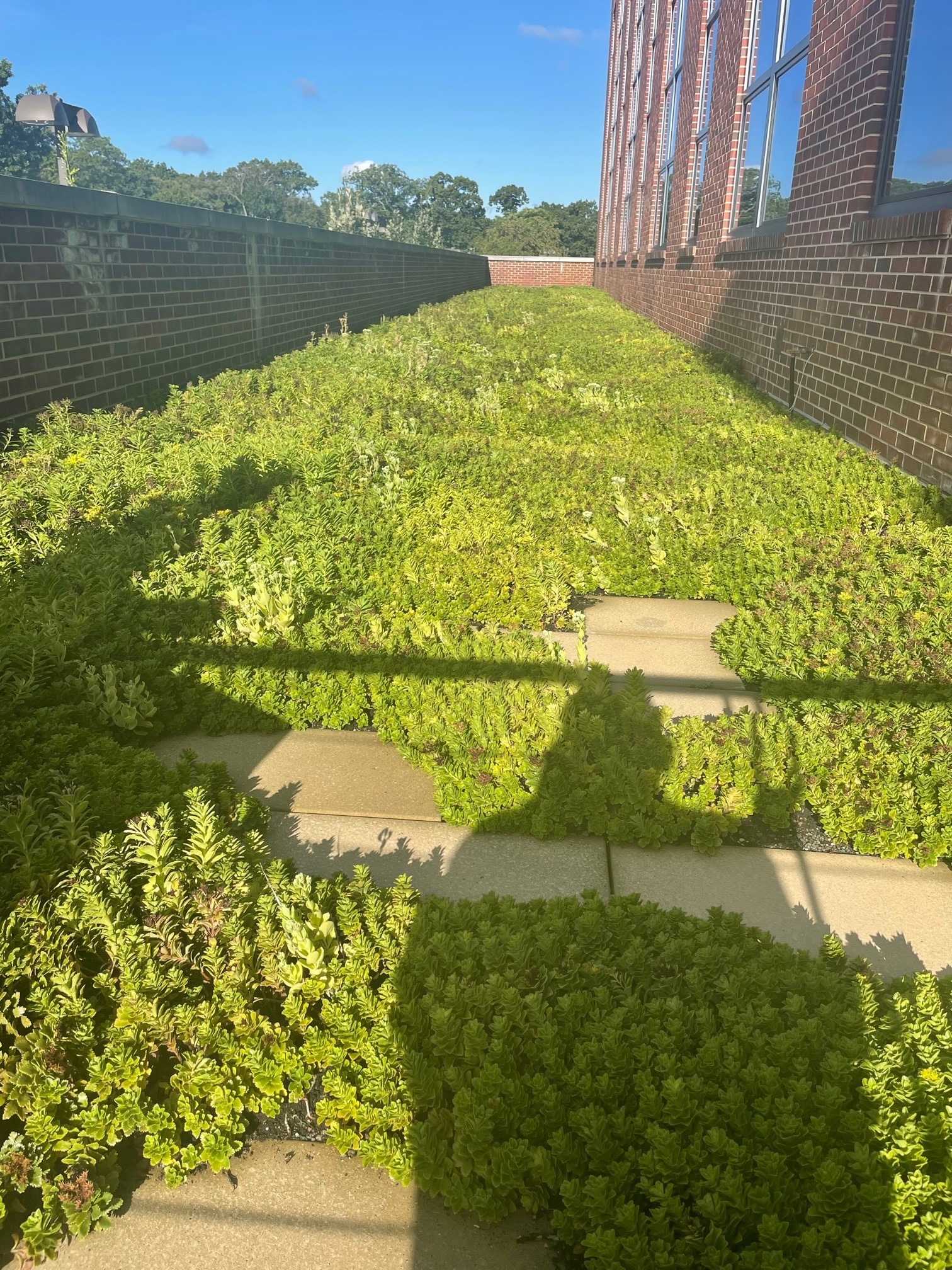 9-8-22-molloy-college-hagan-bldg-green-roof.jpg