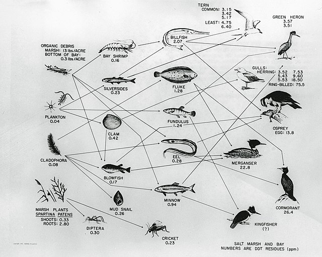 Diagram showing how DDT can move through the food chain