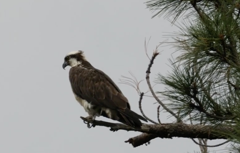 Photo of an osprey