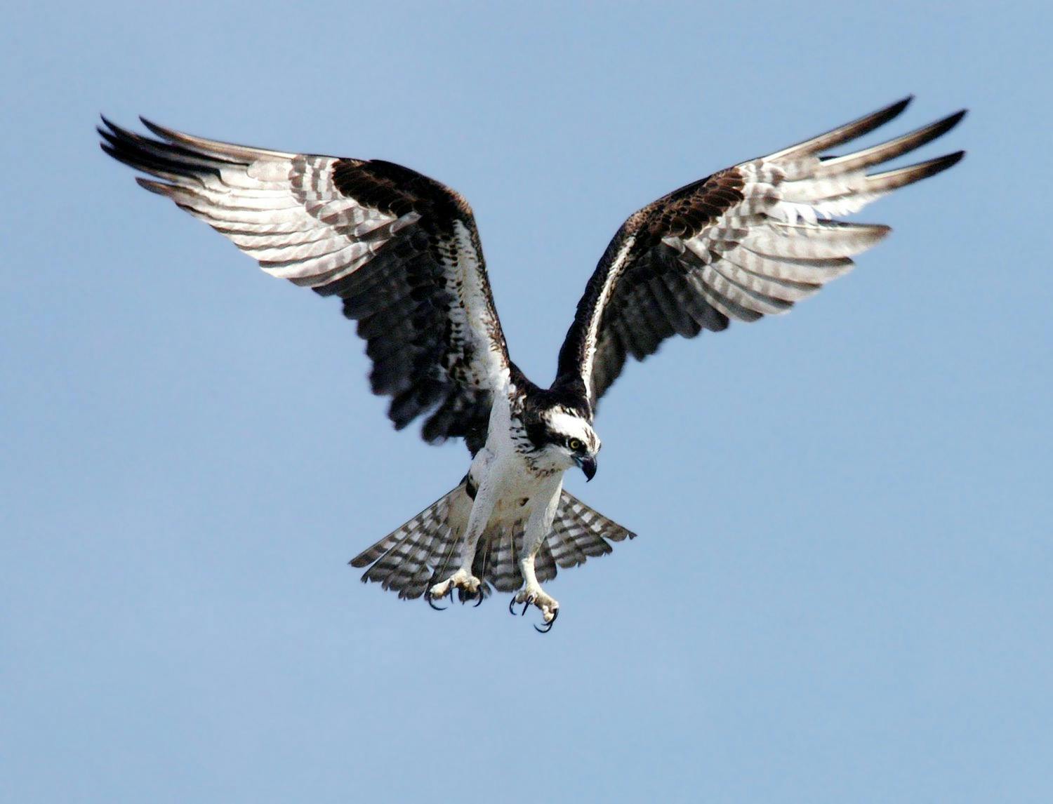 Photo of an osprey