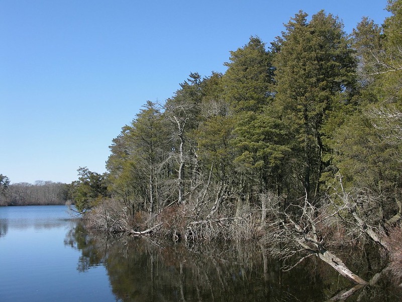 Photo of white pines at Penny Pond in the Long Island Pine Barrens