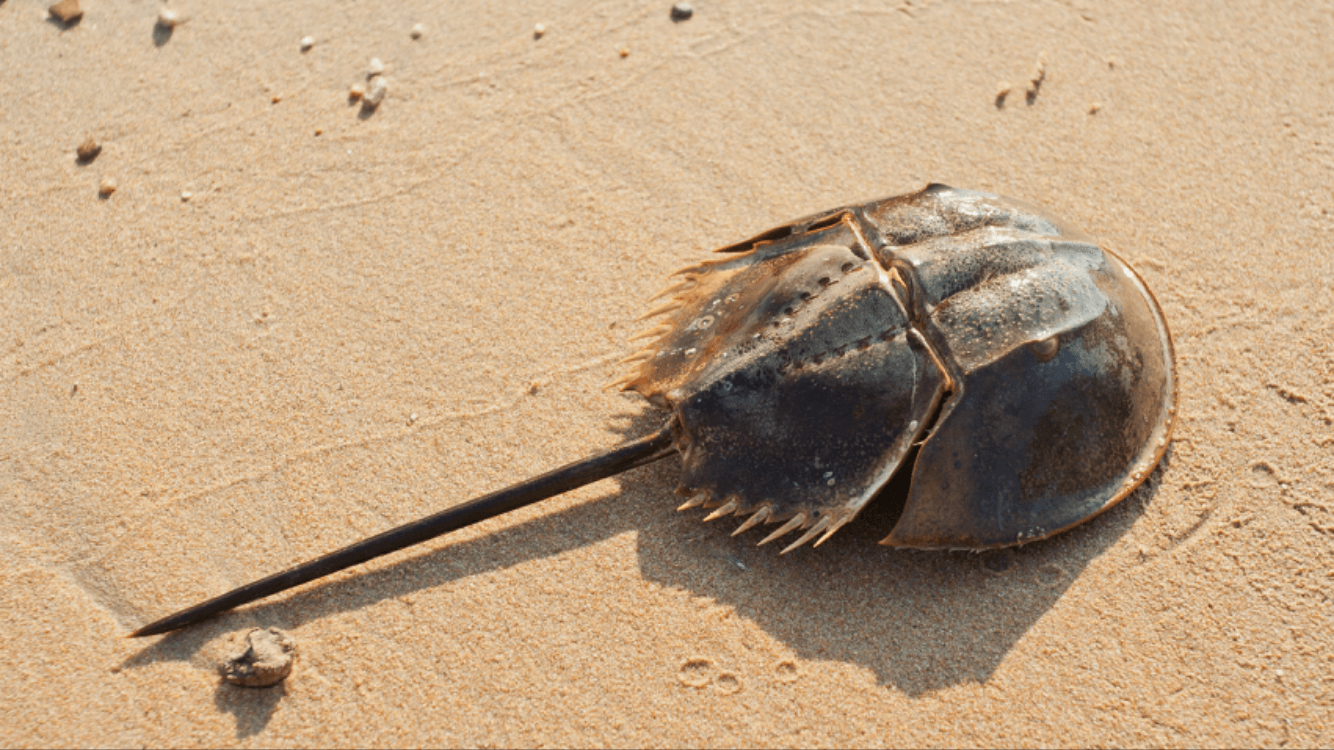 horseshoecrabs.png